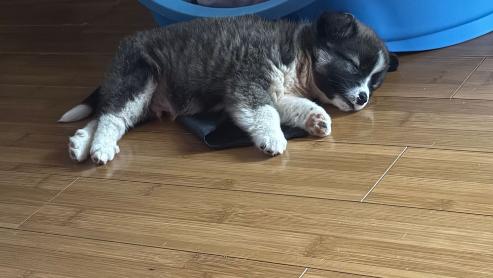 catel ,mascul,4 luni,deparazitat si vaccinat,microcipat,ajunge la maturitate cam la 8 kg