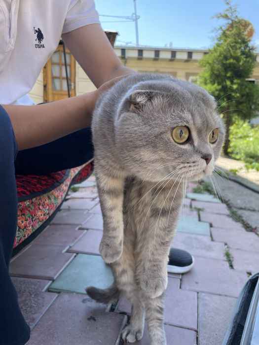 Mushuk scottish fold