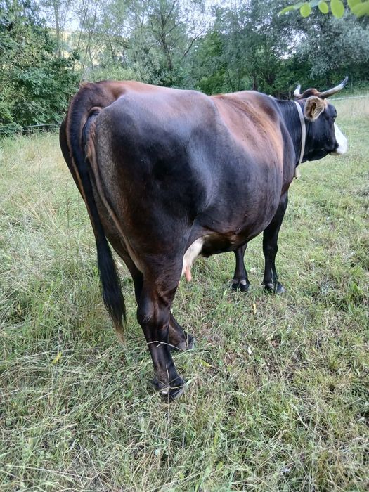 Vand vaca