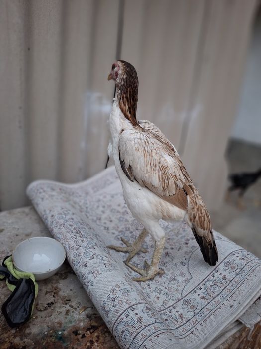 Дакан сатылады жақсы заттар срочна срочно