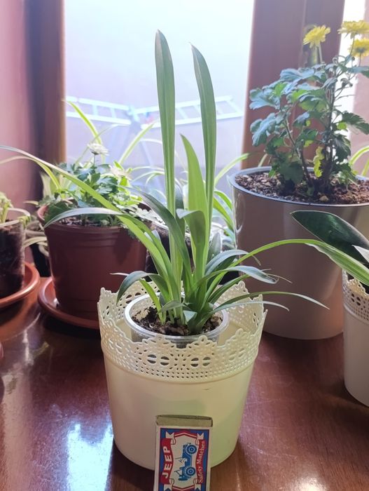 Комнатный цветы  хона гуллар