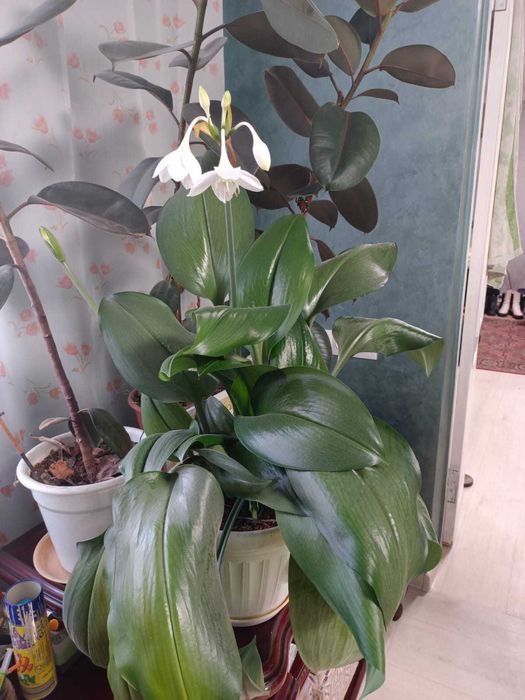 Продаются комнатные цветы