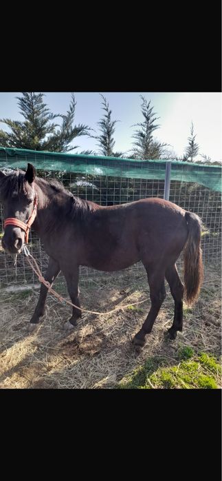 Manza de vanzare sau schimb