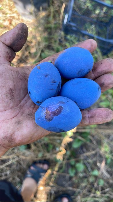 Prune de consum