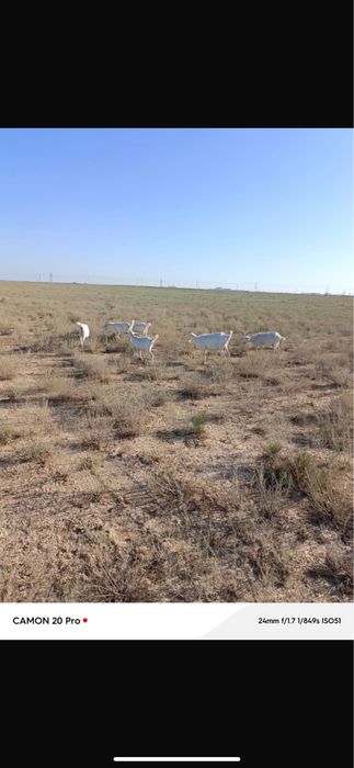 Ешкілер лақтарымен бірге сатылады.