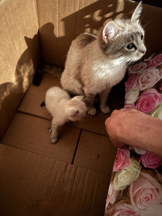 mushuk siyamski 1 yosh qizbola 100$  bolasiya bor 1 oyli