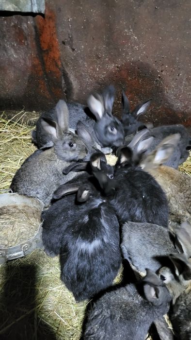 Продам кроликов...