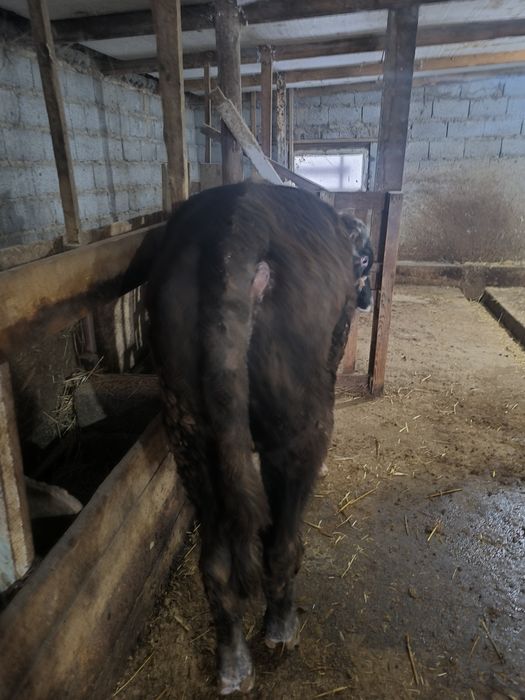 Продам бычков 5 шт