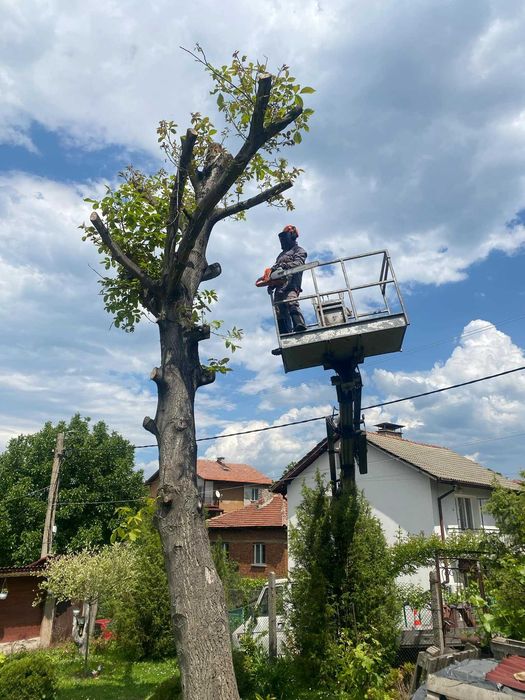 Кастрене, оформяне и премахване на дървета