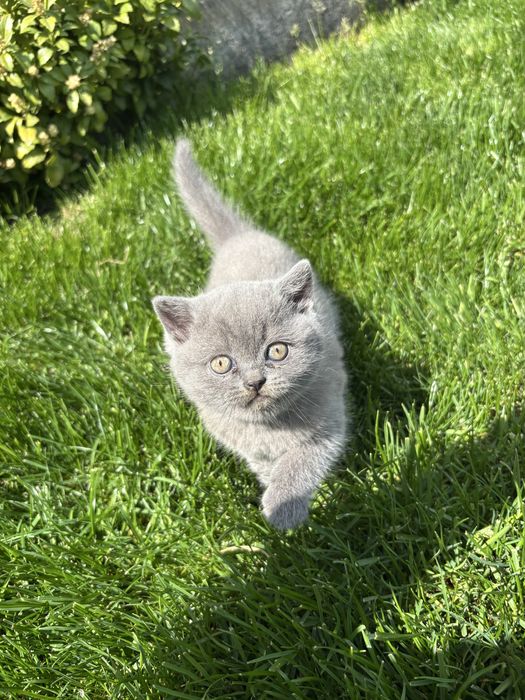 Британкси малки котенца