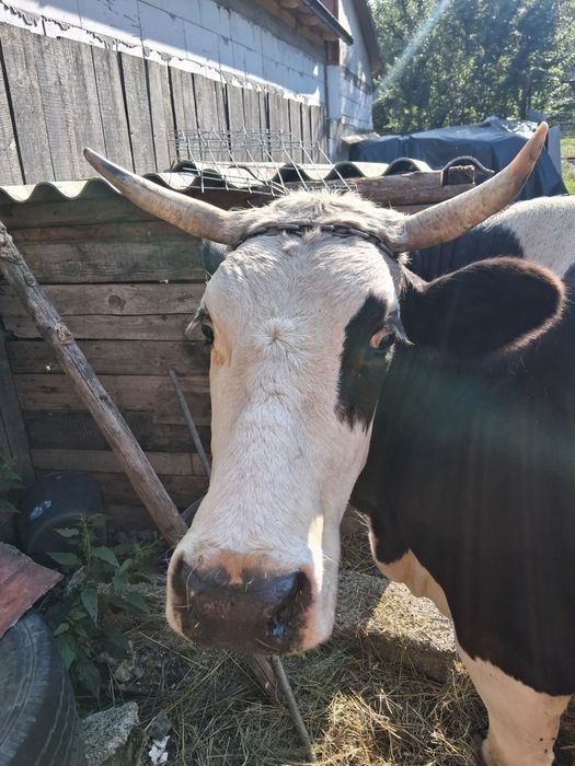 Vând vaca gestanta