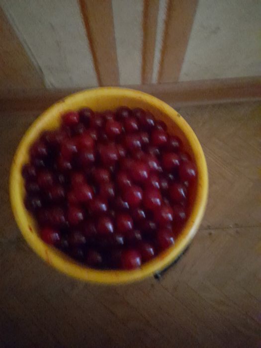 Продам домашнюю вишню