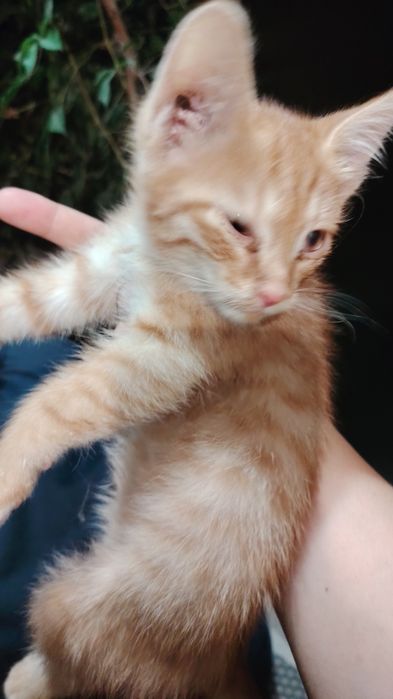 Нашли котенка на улице. Мальчик