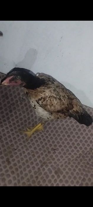 Дакан курочки турецкий хинт