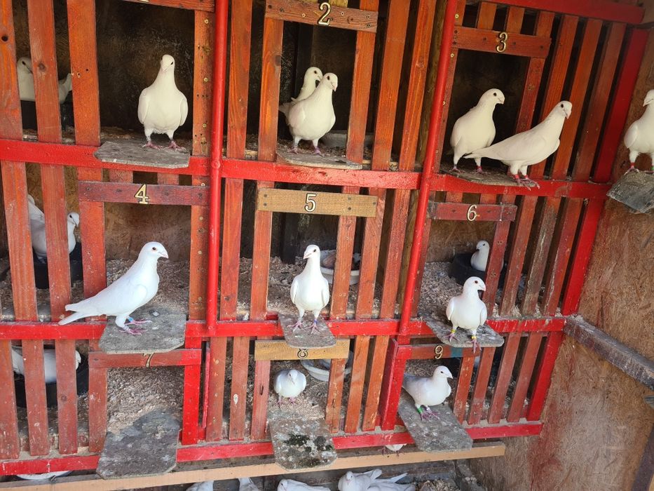 Pui voiajori albi 2026 și Maturi