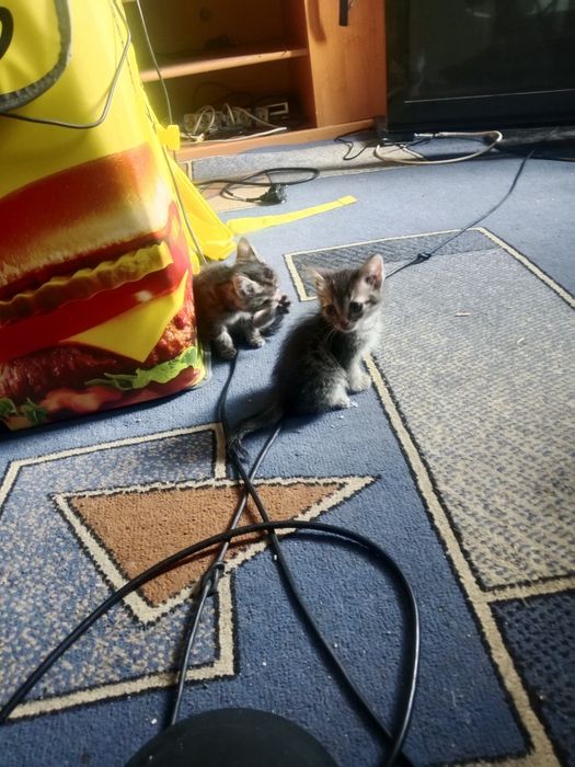 Отдам котят  в хорошие руки