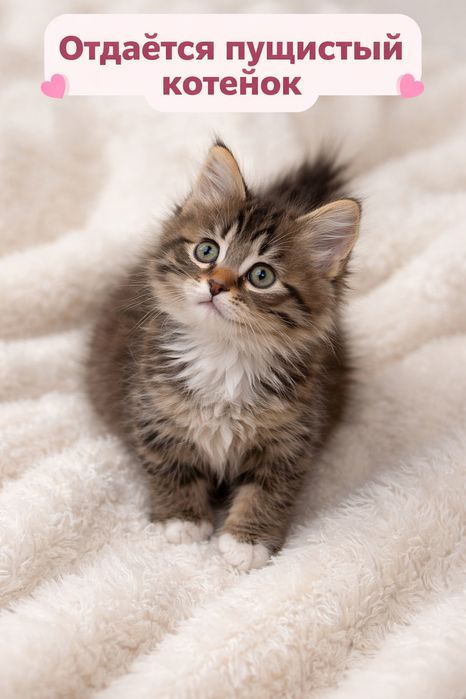 Отдается очаровательный пушистый котенок