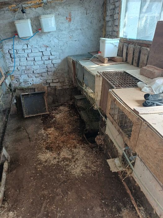 Продавам зайци цика и др.
