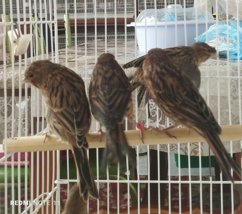 Канарейка   6. 7. Ойлила. Сотилади. Красная дерева