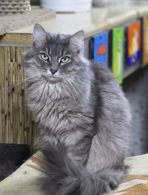 Кот ищет свой новый дом, возможно это вы!