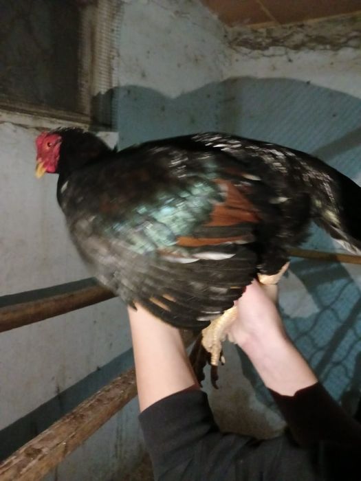 Продажа пара бойцовский петухов