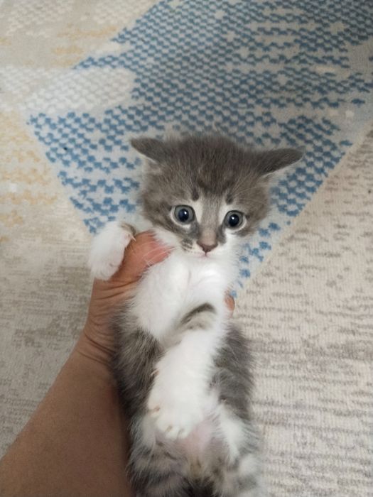 Отдам даром котят