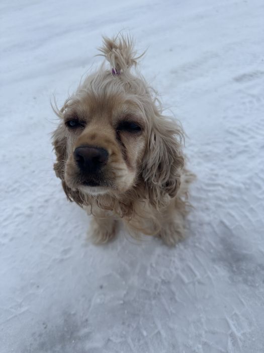 Английский спаниель