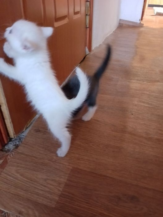 Отдам кошек в хорошие руки