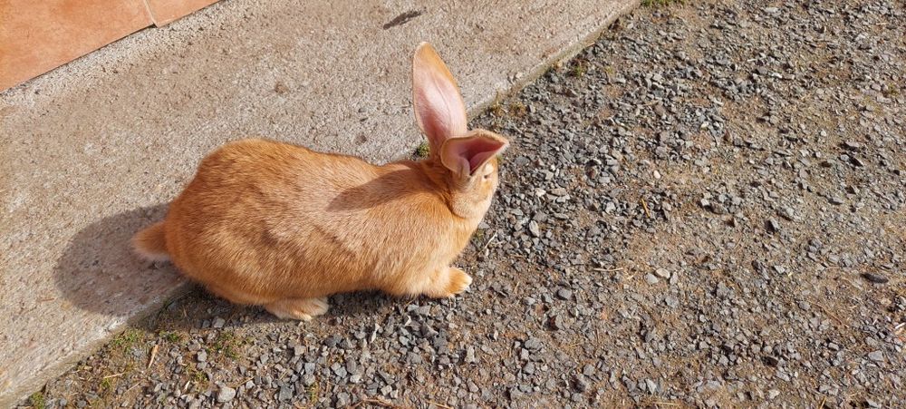 Femela uriaș galben