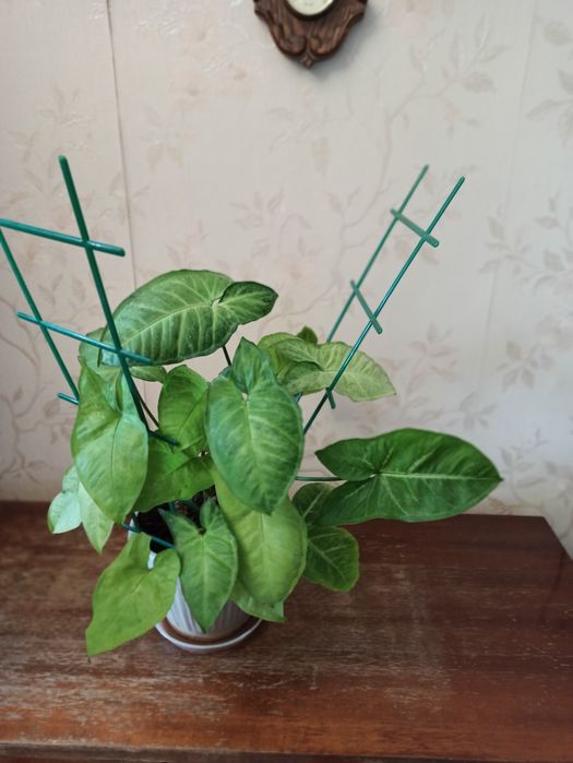 Продам комнатные цветы. Продам аквариум