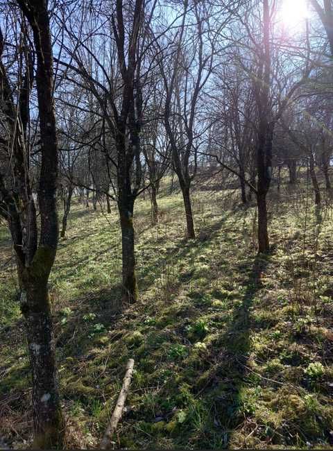 Teren intravilan 28 ari – zonă liniștită, aproape de pădure