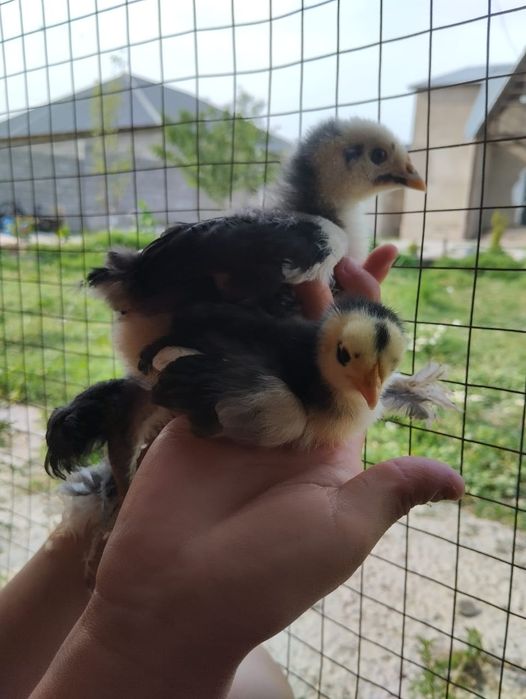 1 месячныеБрам цепленок оригинал