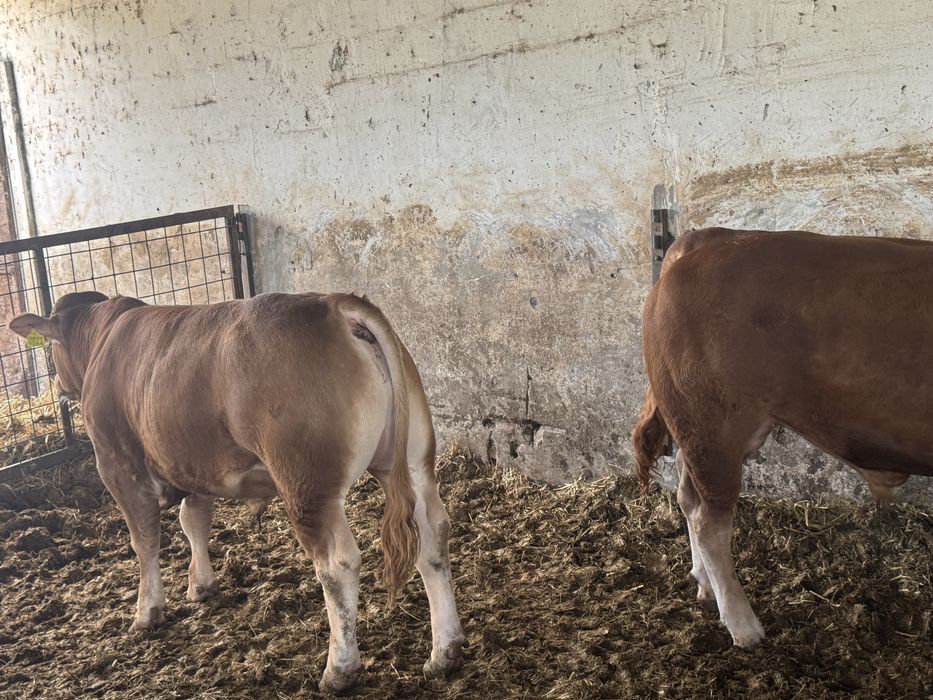 Taurasi Limousin cu pedigree