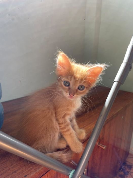 Отдаем котят в добрые руки