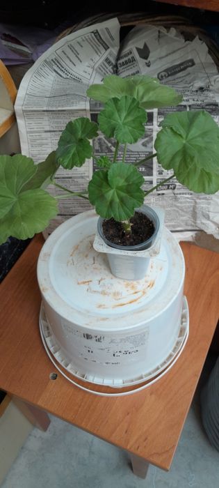 Продам цветы домашние