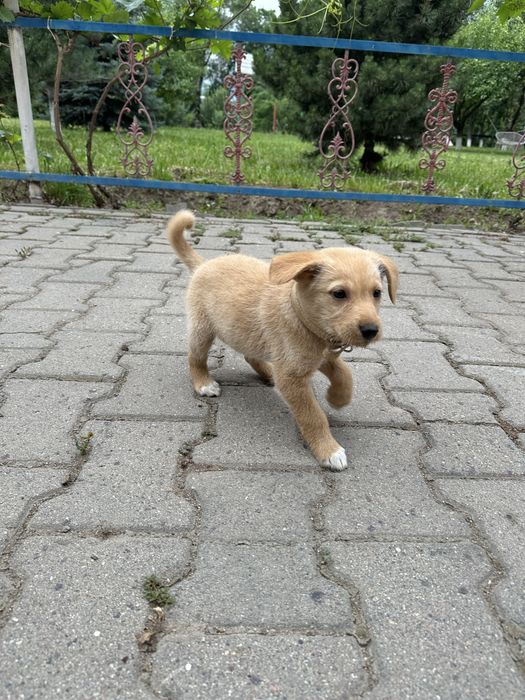 Золотистый ретривер