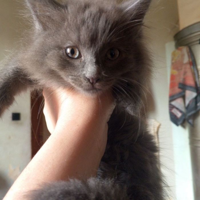 Пристраиваются котята