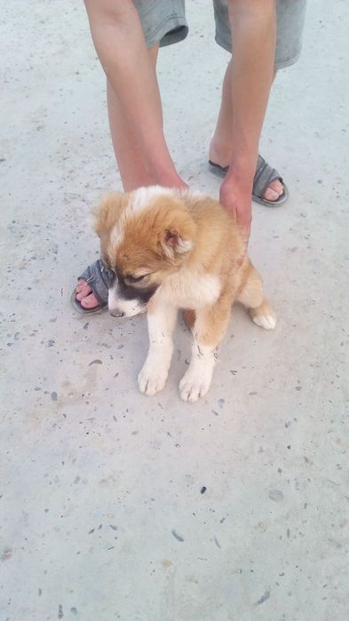 Alabay sotiladi moda