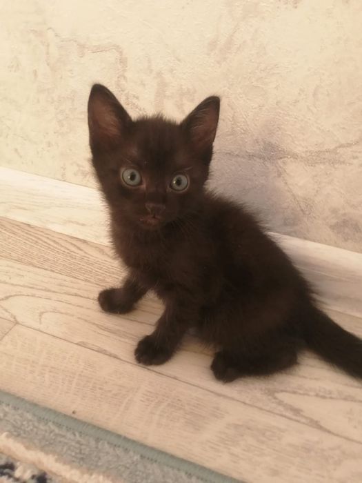 Отдам котят даром