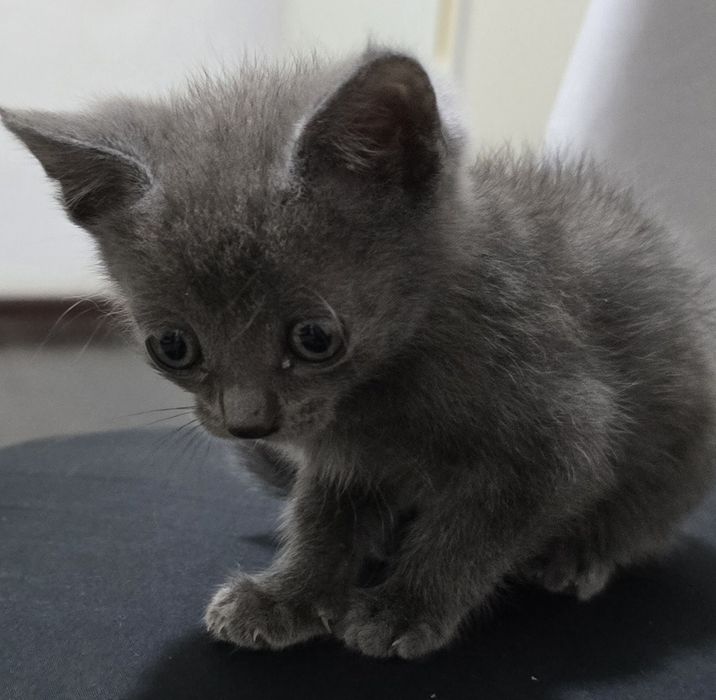 Котенок. Девочка 2.5мес
