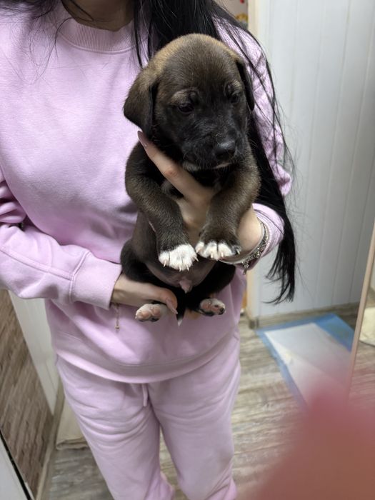 Малки кученца. Подаряват се!