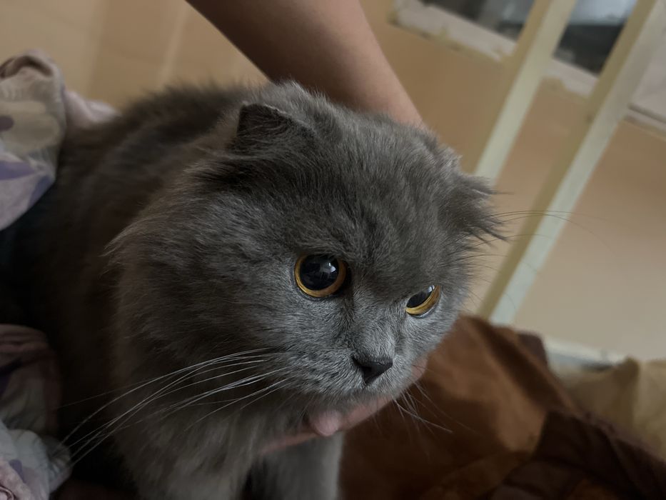 Uy mushugi qolga urgatilgan