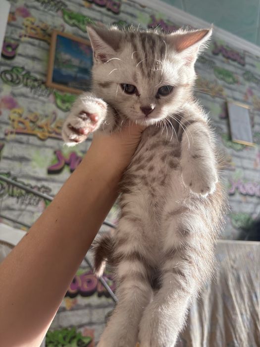 продаются котята Скоттиш фолд