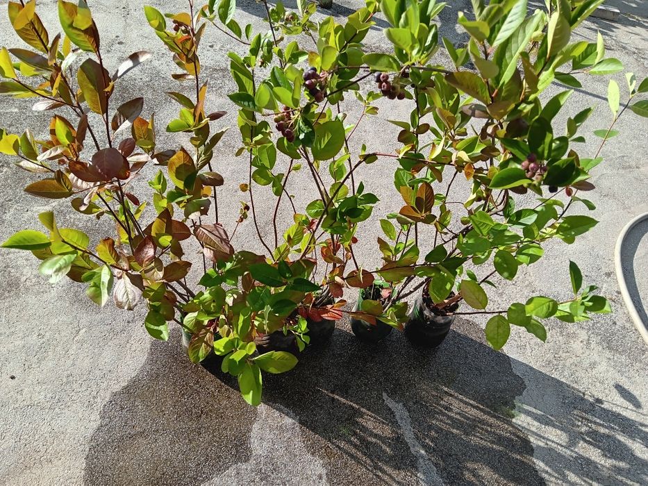 Арония фиданки , разсад