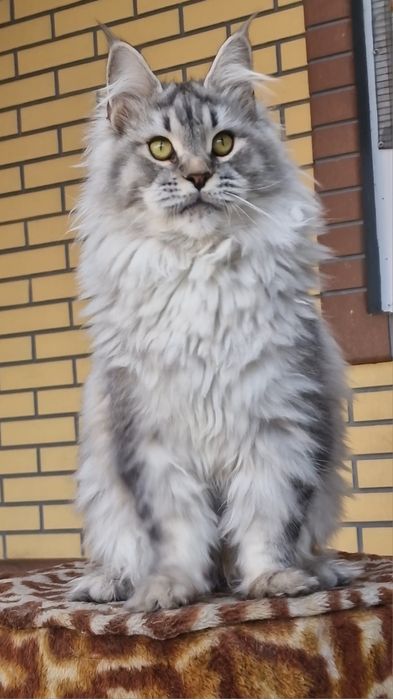 Мейн-кун девочка