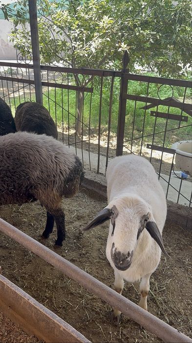 Қойлар сотилади ўйда боқилган