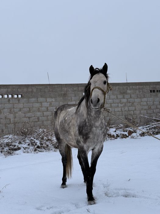 Продается Жеребец Орловец