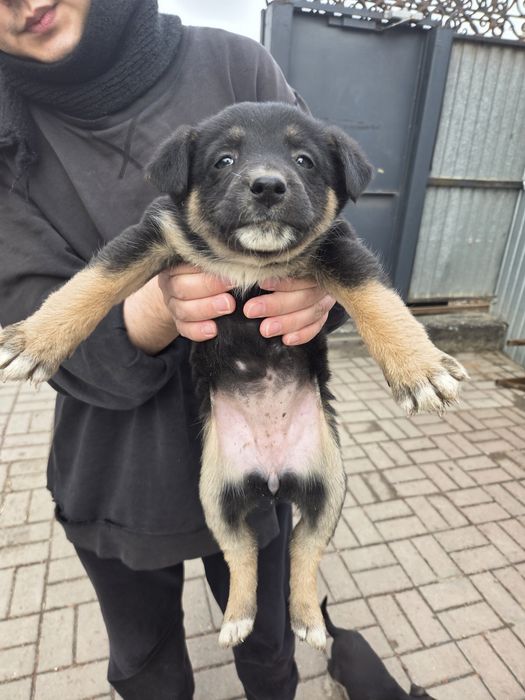 Отдам щенят в добрые руки