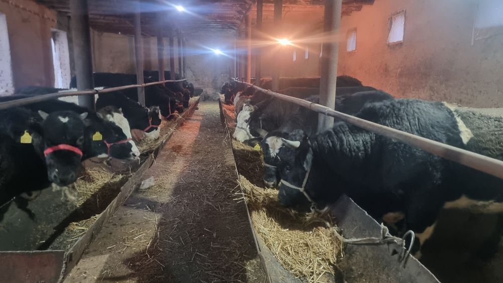 Ferma chorva boqib beramz + arenda gayam berladi