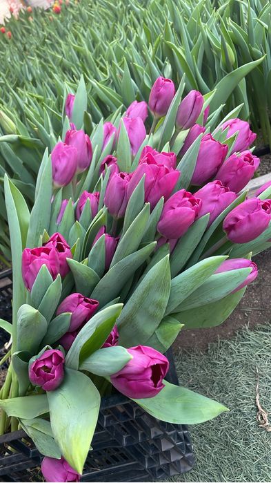 Тюльпаны Оптом
